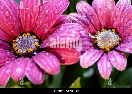 Osteospermum rain daisy Stock Photo