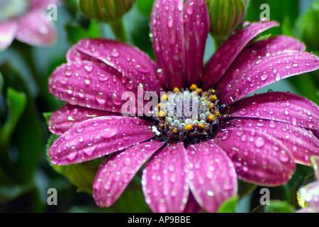 Osteospermum rain daisy Stock Photo