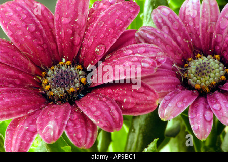 Osteospermum rain daisy Stock Photo