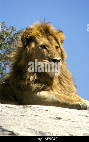 Alert male lion Stock Photo