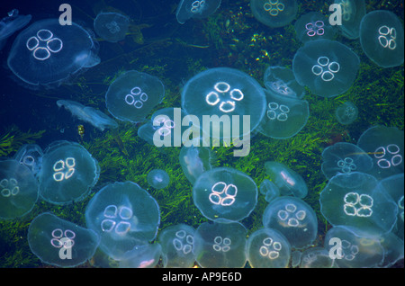 Blue moon jellyfish drift in the current between two small islands on the west coast of Sweden Stock Photo