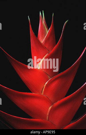 close up of heliconia Stock Photo