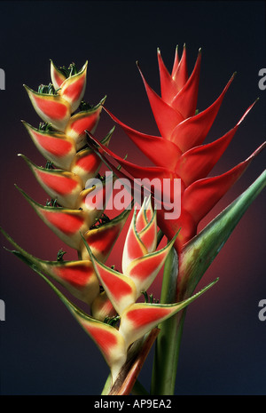 close up of three heliconia Stock Photo