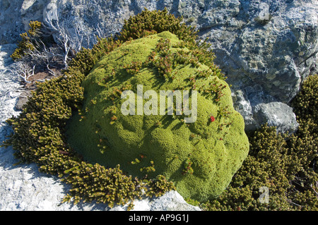 Lichens Balsam Bog (Bolax gummifera) and Diddle dee (Empetrum rubrum) grows on quartzite rock Ordnance Point Gypsy Cove Stanley Stock Photo