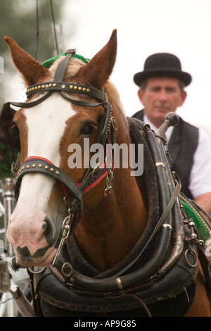 A carriage driver in bowler hat and his working horse Stock Photo