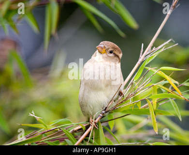 Young female sparrow sitting on bamboo Stock Photo