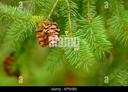 Douglas Fir (Pseudotsuga menziesii) cones and leaves close up on tree branch Stock Photo