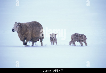 Texel wintertime sheep with lamb Stock Photo