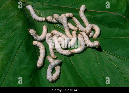 silkworm caterpillars feeding on mulberry leaf at, Suzhou Embroidery Research Institute, in city of, Suzhou, China Stock Photo