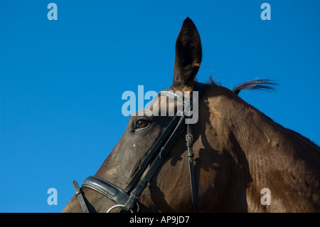 1,200+ Draft Horse In Bridle Stock Photos, Pictures & Royalty-Free