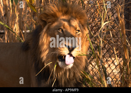 Large male lion eating grass Stock Photo