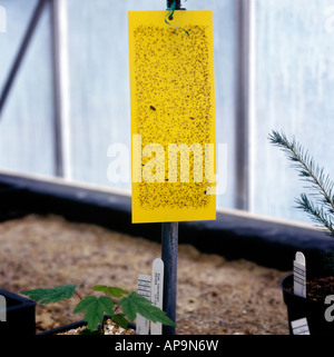 yellow sticky trap for killing flies etc Stock Photo