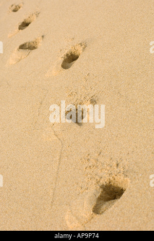 footprints on the sand Stock Photo