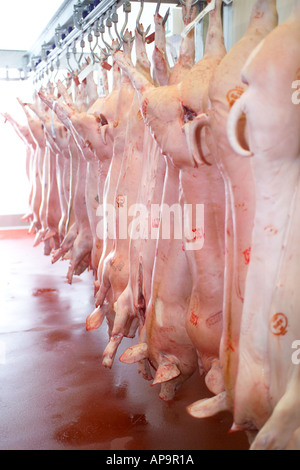 Pork hanging in the refrigeration room of the meat wholesaler Stock Photo