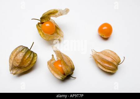 Physalis Stock Photo