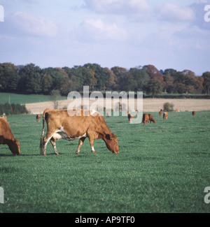 Guernsey cows grazing on autumn pasture Stock Photo