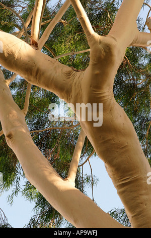 Israel Eucalyptus tree Eucalyptus Citriodora in Petach Tikvah Stock Photo