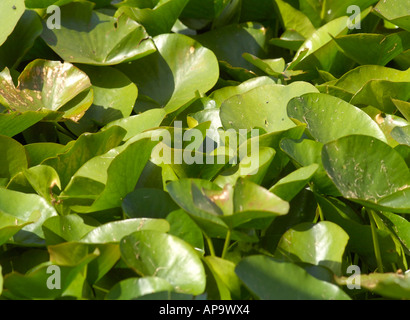 Pond Covered by Water Lily Leaves in and English Country Garden, England, United Kingdom Stock Photo