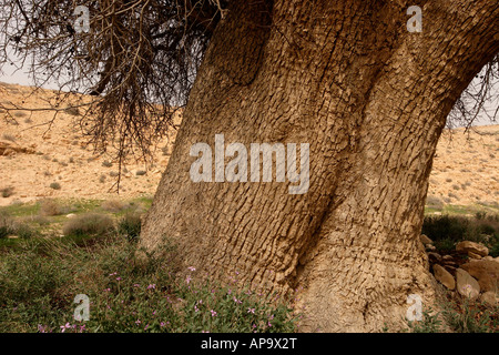 Israel the Negev desert Atlantic Pistachio in Wadi Elot Stock Photo