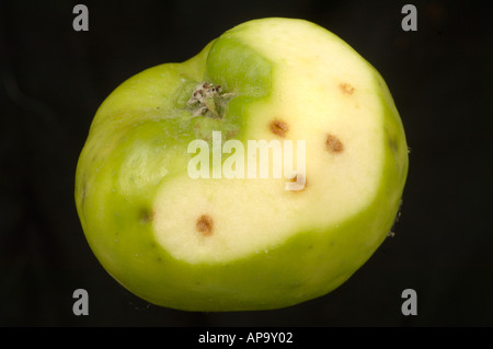 Partly peeled apple showing bitter pit a symptom of calcium deficiency ...