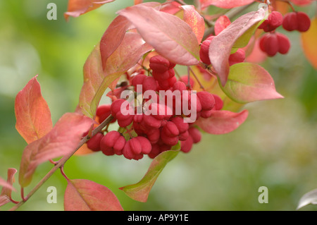 Euonymus europaeus Red Cascade red autumn fruit with autumn leaves Stock Photo