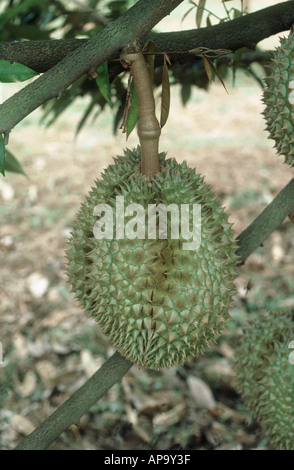 Durian Durio zibethinus fruit on the tree Stock Photo