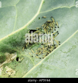 Large white butterfly Pieris brassicae early instar larvae in group on cabbage leaf Stock Photo