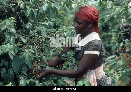 Female worker harvesting ripe Arabica coffee berries in Tanzania Stock Photo