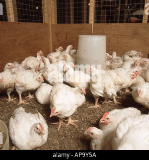 Immature white broiler meat chickens in indoor pen Stock Photo