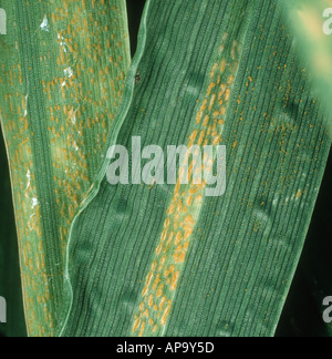 Yellow rust or stripe rust Puccinia striiformis severely infected wheat ...