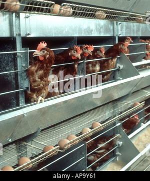 Laying chickens in battery cages with their eggs Stock Photo