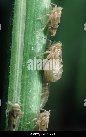 Brown rice planthopper Nilaparvata lugens nymphs on rice stem Stock Photo
