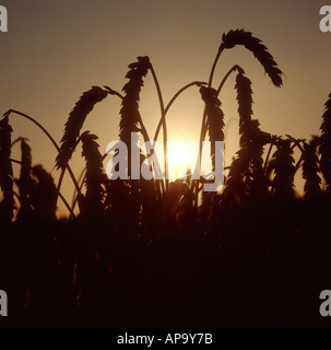 Wheat ears against the setting sun Stock Photo