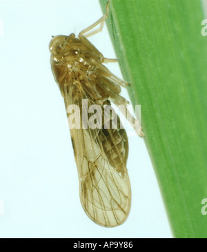 Brown planthopper Nilaparvata lugens winged adult on rice stem Stock Photo
