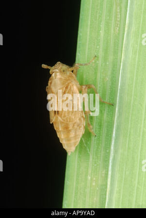 Brown rice planthopper Nilaparvata lugens brachyopterous adult on rice stem Stock Photo
