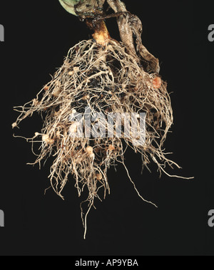 Root nodules on lettuce Lactuca sativa caused by root knot nematodes Meloidogyne sp Stock Photo