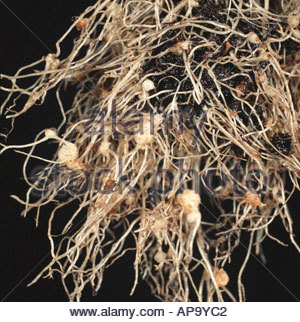 Root knot nematode (Meloidogyne sp.) swollen knots on a lettuce root ...