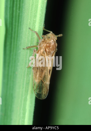 Brown rice planthopper Nilaparvata lugens winged macropterous adult on rice Stock Photo