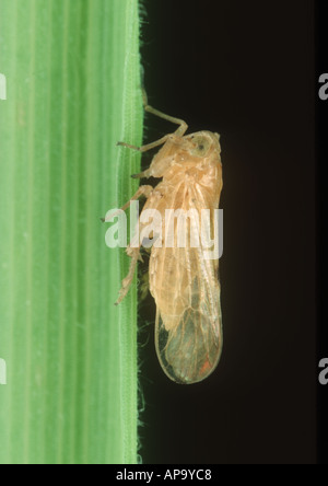 Brown rice planthopper Nilaparvata lugens winged macropterous adult on rice Stock Photo