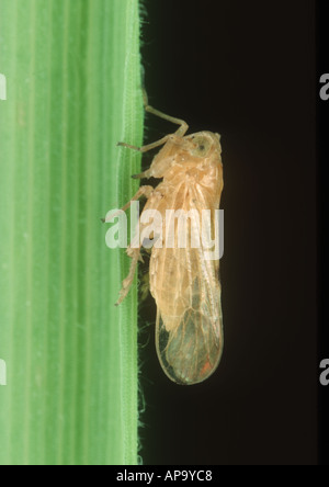 Brown rice planthopper Nilaparvata lugens nymphs on rice stem Stock ...