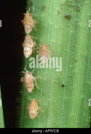 Brown rice planthopper Nilaparvata lugens adults and nymphs on rice stem Stock Photo