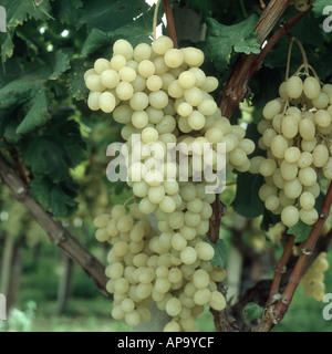 Table grapes trellised under polythene in Sicily Stock Photo - Alamy