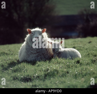Backlit by evening sunlight a mule ewe lying down with her lamb in long pasture grass Devon Stock Photo