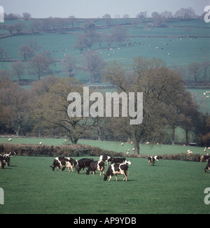 Friesian x Holstein cows grazing on spring pasture with Devon farmland behind Stock Photo