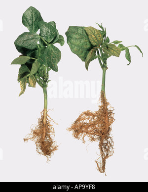 Stunting and root damage to common bean Phaseolus vulgaris the cause is unknown Stock Photo