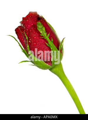 Red Rose Bud Stock Photo