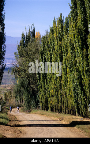 Landscape, country lane of green trees, people, tourist town, Clarens, Orange Free State, South Africa, bikers cycling, countryside, backgrounds Stock Photo