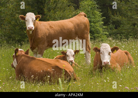 White-faced cattle in a wildflower meadow Stock Photo