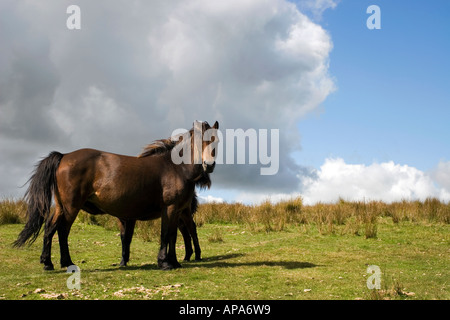 Chestnut Brown Dartmoor pony and foal in the morning sunlight. Dartmoor national park, Devon, UK Stock Photo