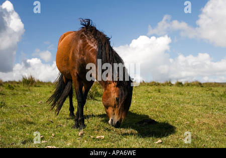 Chestnut Brown Dartmoor pony grazing in the morning sunlight. Dartmoor national park, Devon, UK Stock Photo
